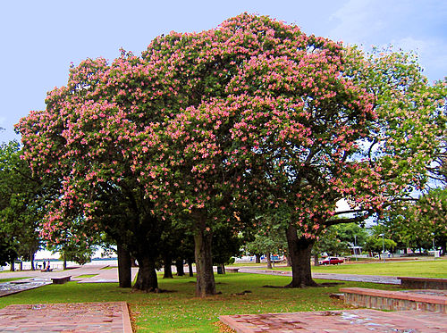 Ceiba speciosa